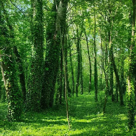 Szigetcsúcs Lakókocsi-vissza A Természetbe A Duna Parton Campeggio Kisoroszi